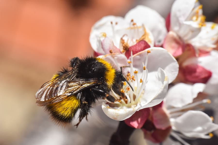 Bumblebee Pollinating White Flowers Of Peach Tree In Spring Orch
